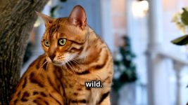 Top 7 Most Beautiful Cat Breeds You Need 2025