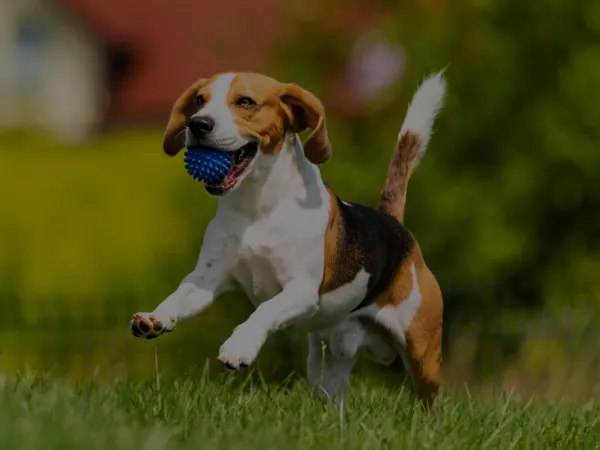 The Best Dog Care