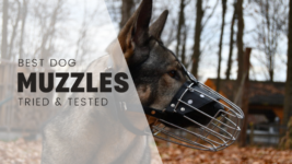 Best Dog Muzzles 2026 – Tried & Tested by a Professional Dog Trainer