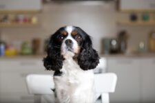 10 Best Slow Cooked Dog Foods – 2026