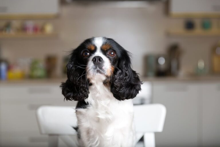 10 Best Slow Cooked Dog Foods – 2026