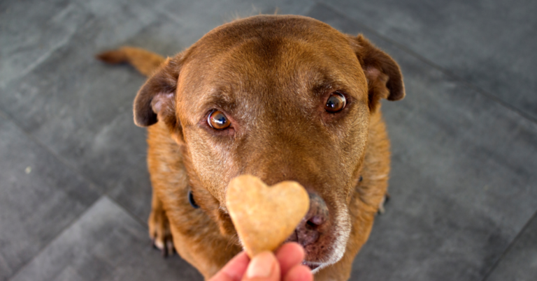 11 Best Homemade Dog Treats For Spoiling Your Pup