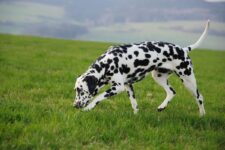 Crystals in Dog Urine: Causes, Symptoms, and Treatment (2026 Vet Guide)