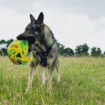 Indie the German Shepherd relaxing with his ball