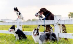 Exploring the 7 Major Dog Groups – The Dogington Post