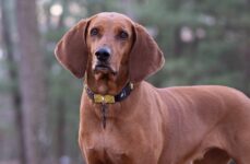 Shelby the senior Redbone Coonhound wearing her Fi Series 3 GPS collar