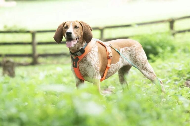 How to Train a Coonhound When Their Nose Is More Interesting Than You
