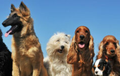 Senior Dogs: Tips for Caring for Your Aging Canine Companion