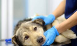 Symptoms, Causes, Diagnosis, and Treatments – The Dogington Post