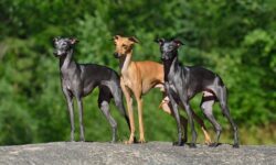The Graceful Greyhound – The Dogington Post