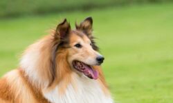 The Intelligent and Gentle Collie – The Dogington Post