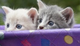 introducing cats