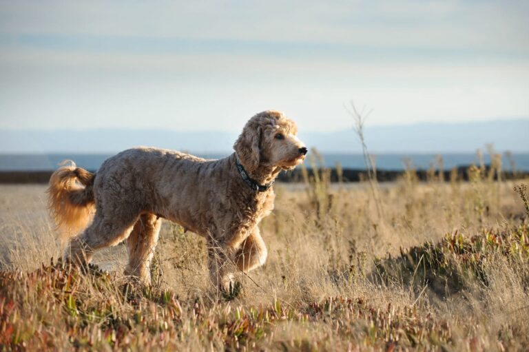 Your Matted Doodle: What Your Groomer Wants You To Know