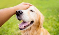 4 Breeds We Should Reconsider Due To Risk Of Heart Disease With ‘No Symptoms’, According To A Vet – The Dogington Post