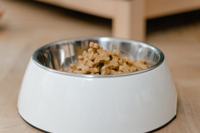 Are Dog Foods Dangerous to Cat and Human? Find out in Two Minutes Read