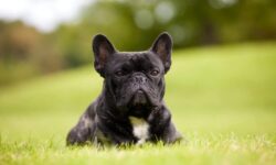 French Bulldog Remains As The Most Popular Dog Breed In The U.S. – The Dogington Post