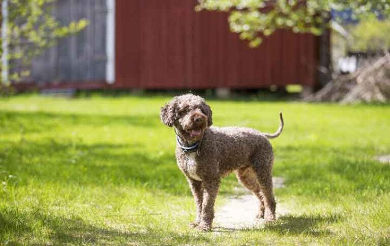 Lagotto Romagnolo Diets - Doglime
