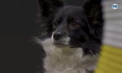 Nimble The Dog Becomes First Mixed-Breed To Win Westminster Dog Show Masters Agility Championship – The Dogington Post