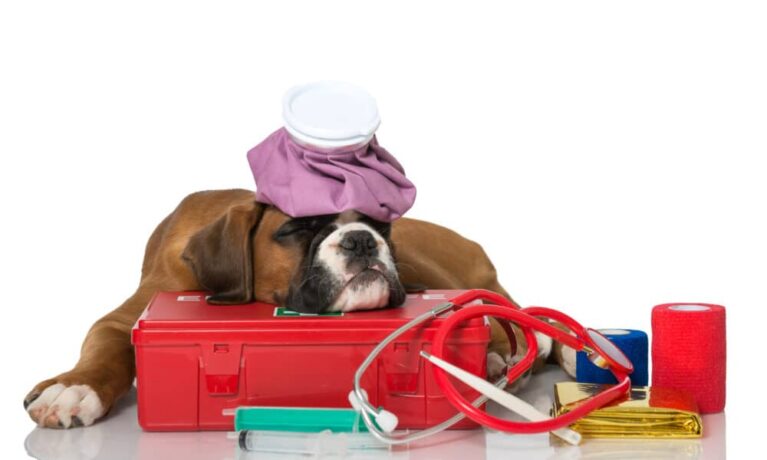 Supplies And Procedures That Could Save Your Dog’s Life – The Dogington Post
