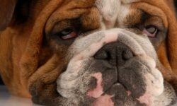 Welfare Experts Reveal 10 Dog Features Pet Owners Should Avoid – The Dogington Post