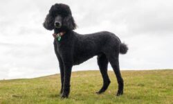 What Is A Deep Chested Dog? Here’s Everything You Need To Know – The Dogington Post