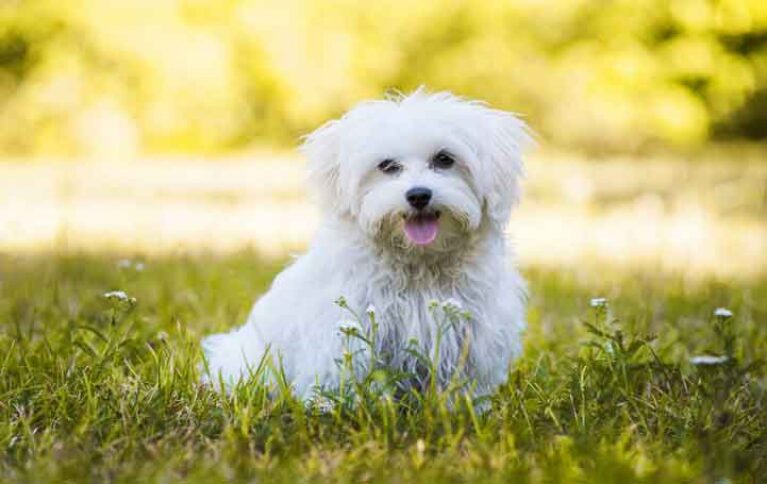 What Should You Feed Your Maltese Dogs? Month Wise Required Feeding