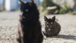 two cats fighting