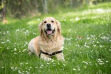 5 Best Peanut Butter Dog Treats