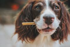 6 Best Single Ingredient Dog Treats