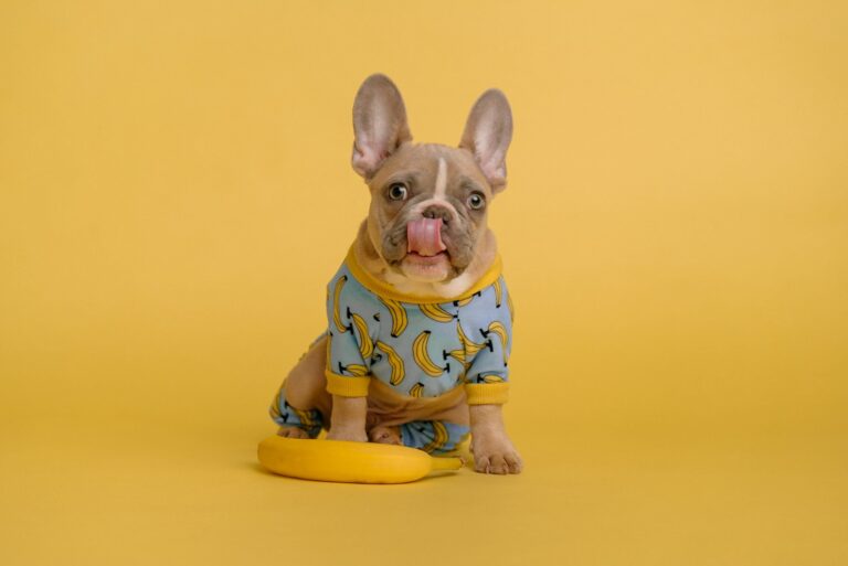 7 Best Banana Dog Treats