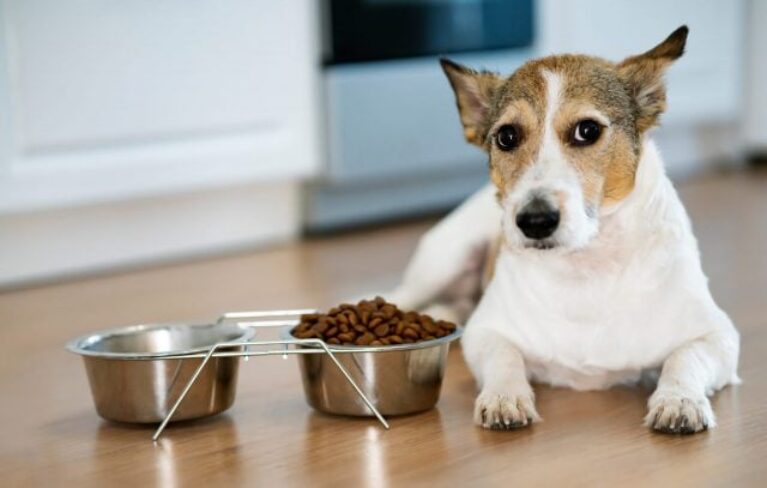 7 Best Dog Foods for Urinary Tract Health - 2026