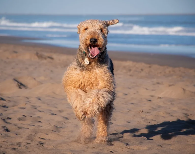 Airedale Terrier running on a beach, showing its active build.