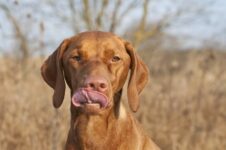Can Dog Eat Cashews?