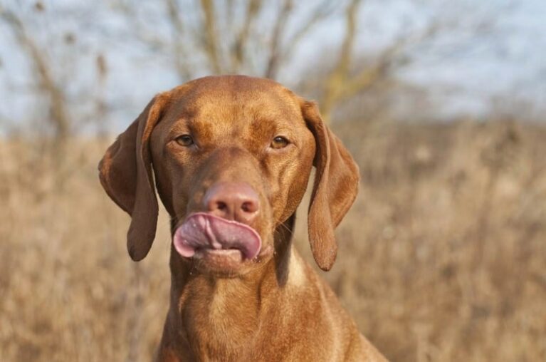 Can Dog Eat Cashews?