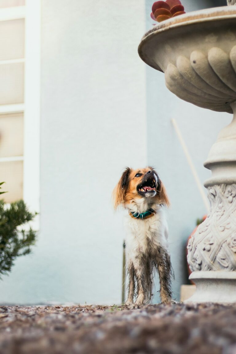 Papillon dog standing outdoors near a fountain