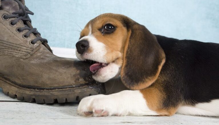 stop dog chewing