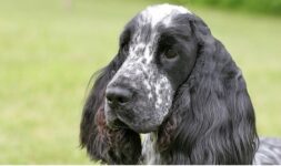 English Cocker Spaniel diets and feeding.