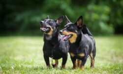 Meet AKC’s Newest Recognized Dog Breed, The Lancashire Heeler – The Dogington Post