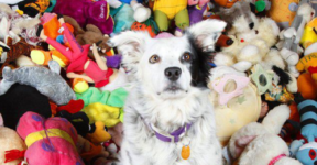 New Study Implies Dogs Won't Remember A Hug. Dad Of World's Smartest Dog Isn't So Sure!