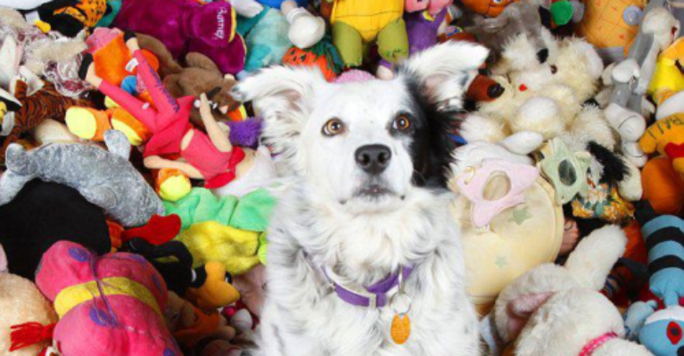 New Study Implies Dogs Won't Remember A Hug. Dad Of World's Smartest Dog Isn't So Sure!