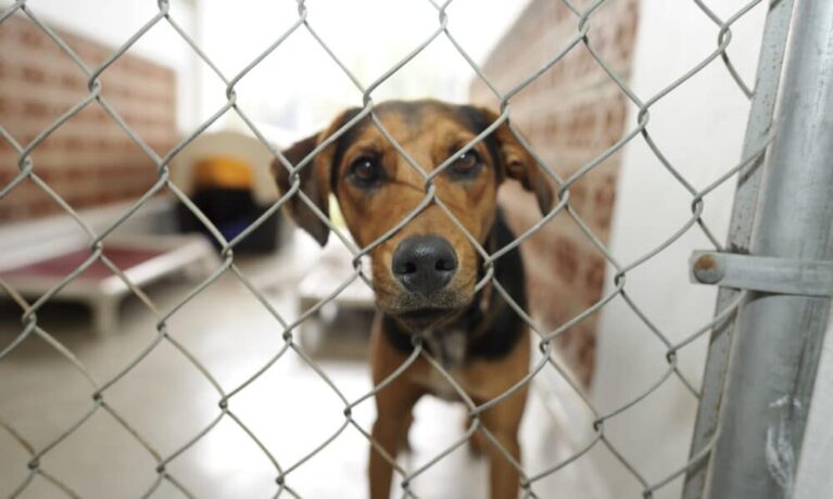Southern Oregon Animal Shelter Reopens After Temporarily Closing Due To Mysterious Canine Respiratory Illness – The Dogington Post