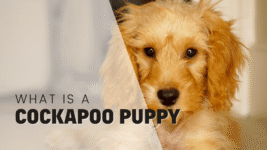 Temperament, Training, Health & Grooming