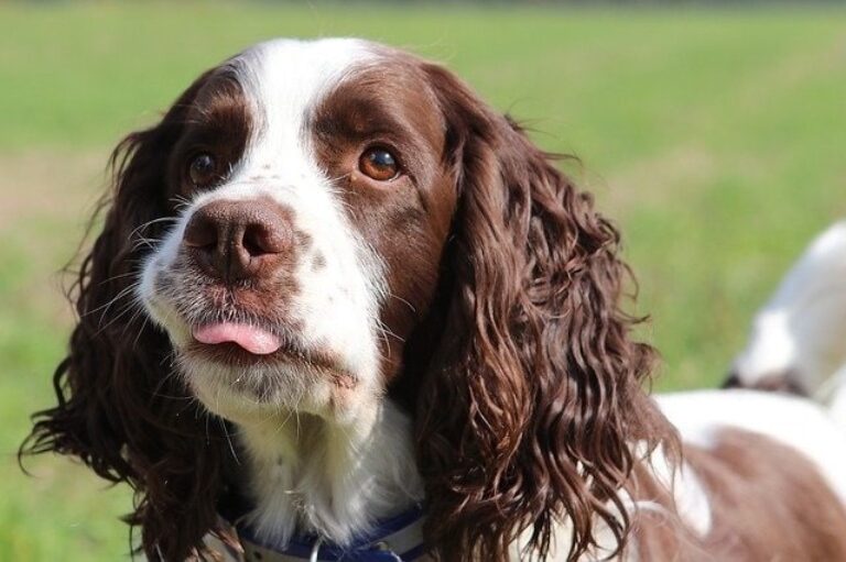 English Springer Spaniel feeding process and methods.