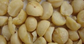 Top 7 Foods You Should Never Feed To Your Dog