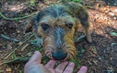 What Kind of Diet Do Griffon Nivernais Require? Know Your Canine's Nutrition