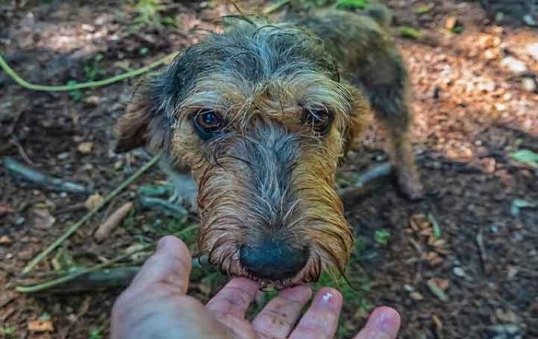 What Kind of Diet Do Griffon Nivernais Require? Know Your Canine's Nutrition