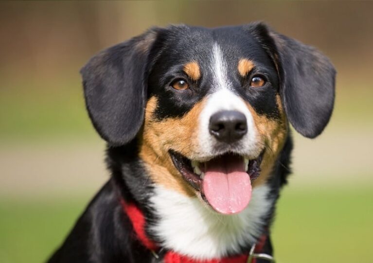 Entlebucher Mountain feeding methods and process.