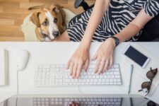 Puppy learning to relax independently while their person works nearby