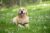 5 Best Peanut Butter Dog Treats