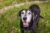 5 Things People Should Give Their Senior Dogs To Make Them Happier And Healthier